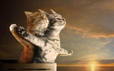 5d Cat Diamond Painting Kit Premium-2